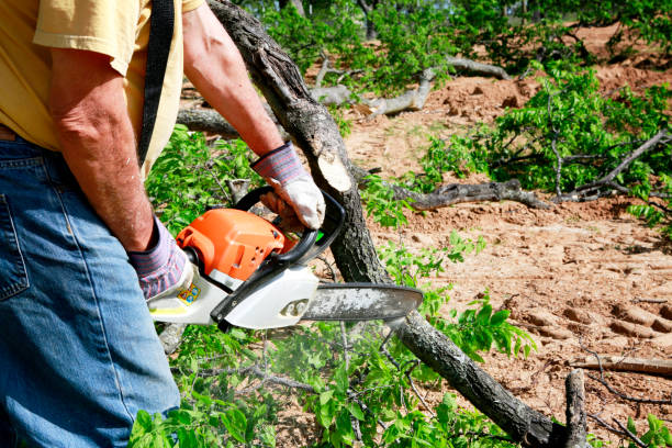 Best Stump Grinding Near Me  in Pleasant View, UT